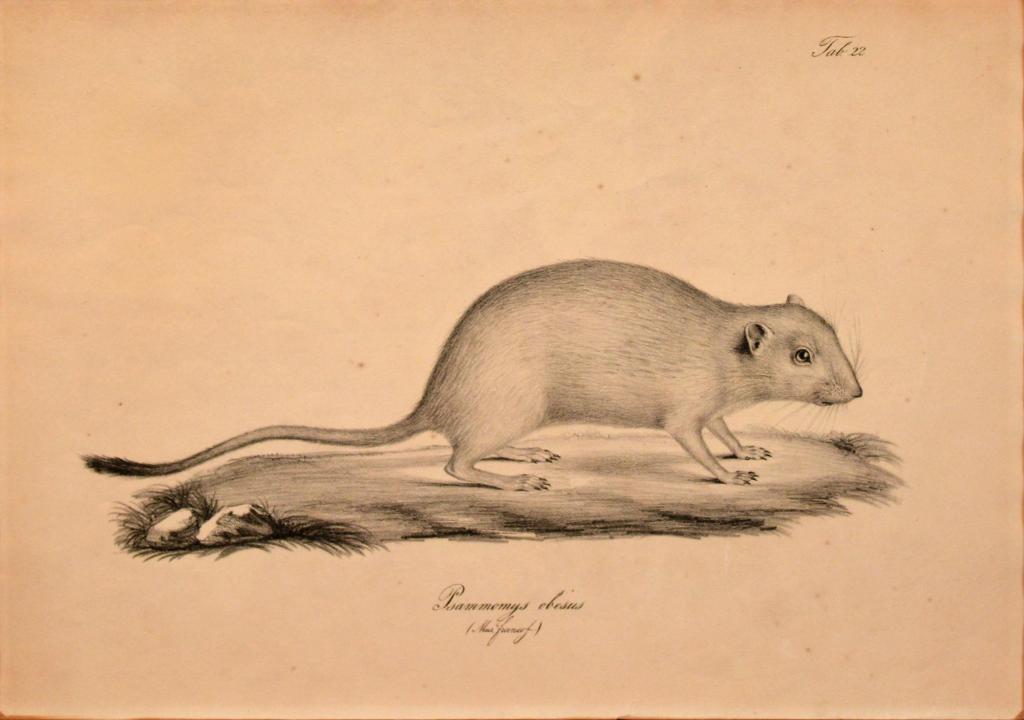 Sand Rat (Psammomys obesus), from Eduard Rüppel, Atlas zur Reise im nördlichen Afrika, vol. XI