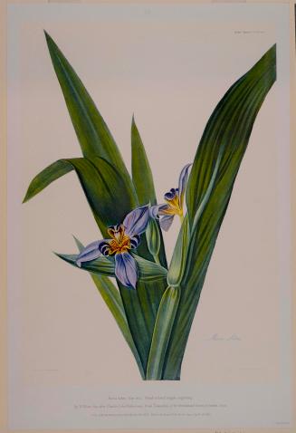 Marica Sabibi (Fan Iris)