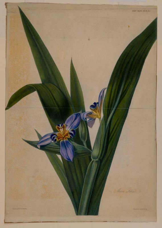 Marica Sabibi (Fan Iris)