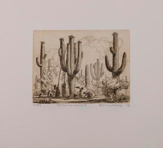 Saguaro Harvest