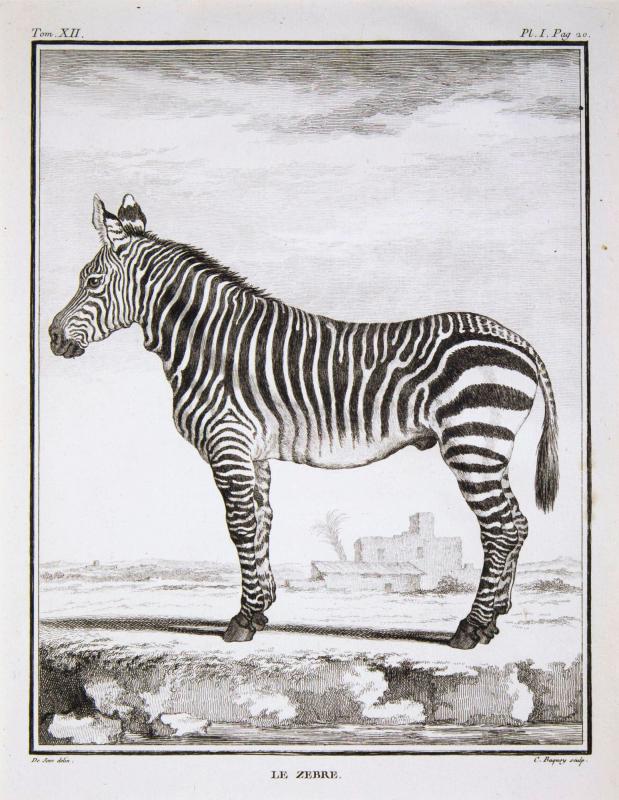 Le Zebre