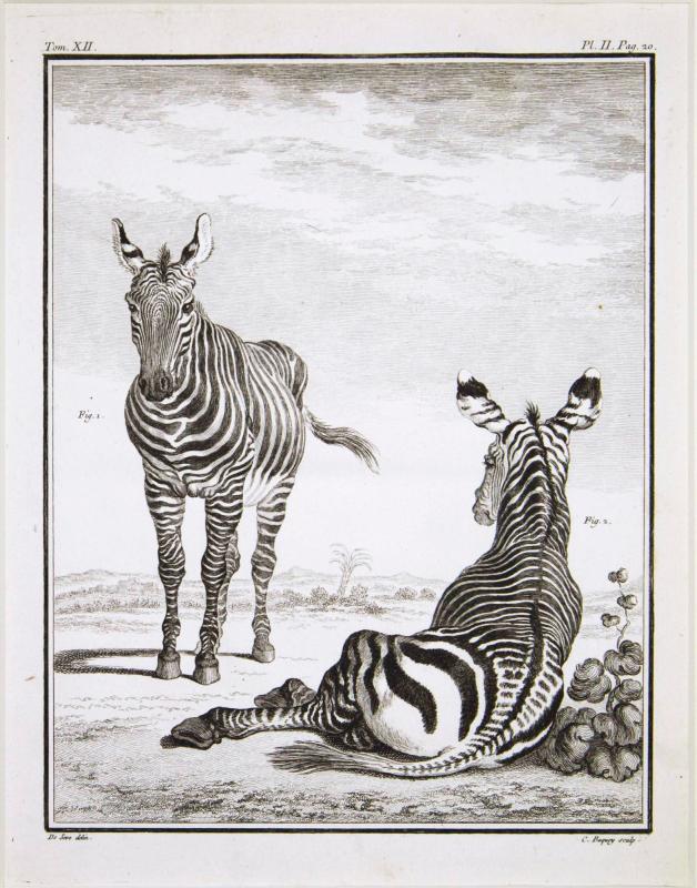 Untitled (Zebras)