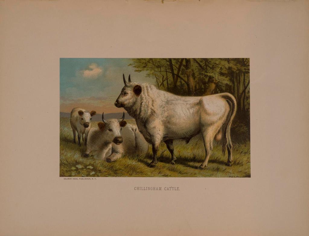 Chillingham Cattle