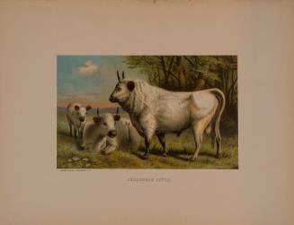 Chillingham Cattle