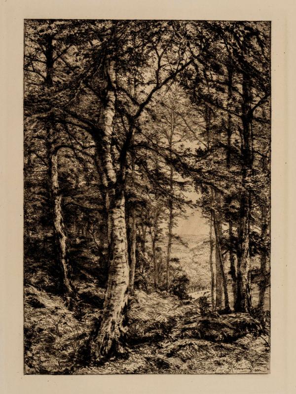 In Summer Woods
